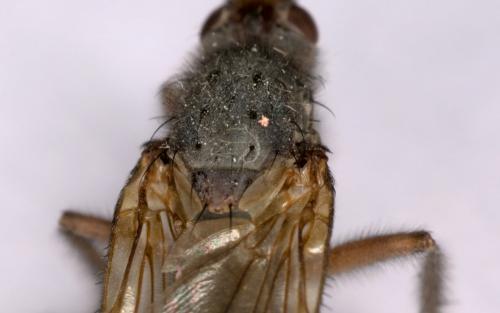 Gymnomus sp.